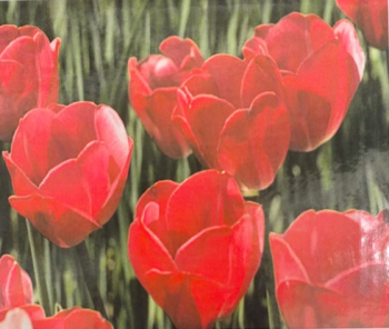 Алмазная мозаика арт. GB70457 Тюльпаны 40*30 полная выкладка на подрамнике)
